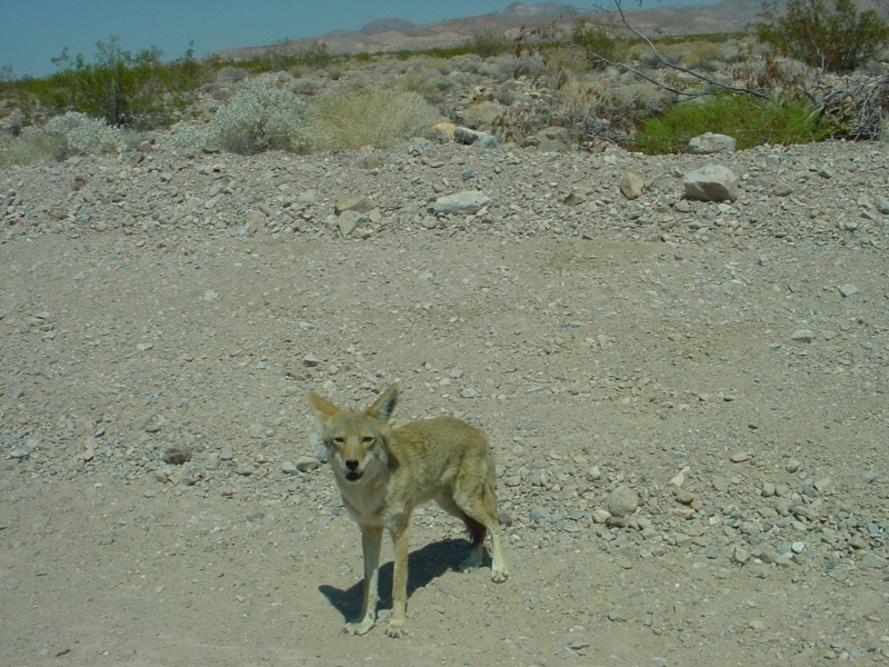This Coyote wanted me to be its dinner